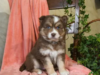 Pomsky dogs for sale: Silver - Ad 2