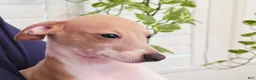 Italian Greyhound dogs for sale: Santiago - Ad 5