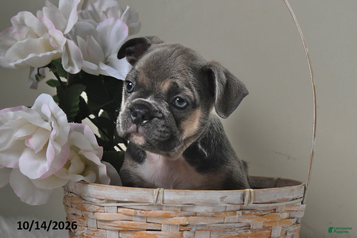 Frenchton dogs Buster - Ad 1
