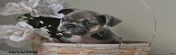 Frenchton dogs for sale: Buster - Ad 1