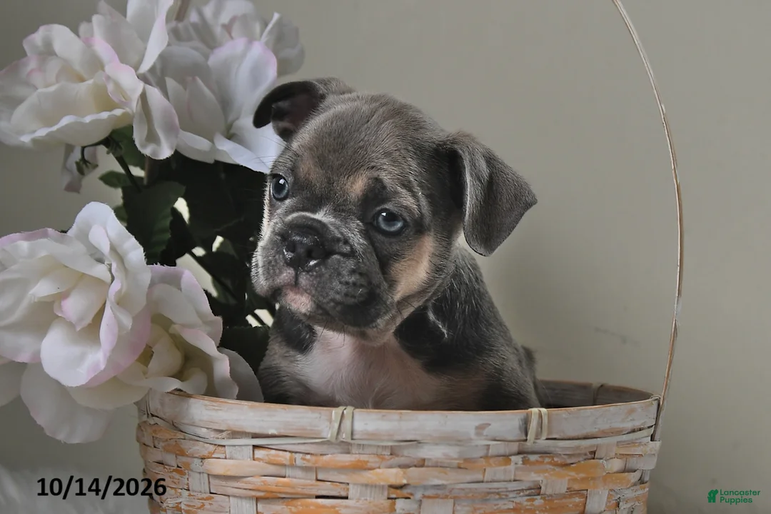 Frenchton dogs for sale: Buster - Ad 1