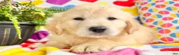 Golden Retriever dogs for sale: Roxy  - Ad 2