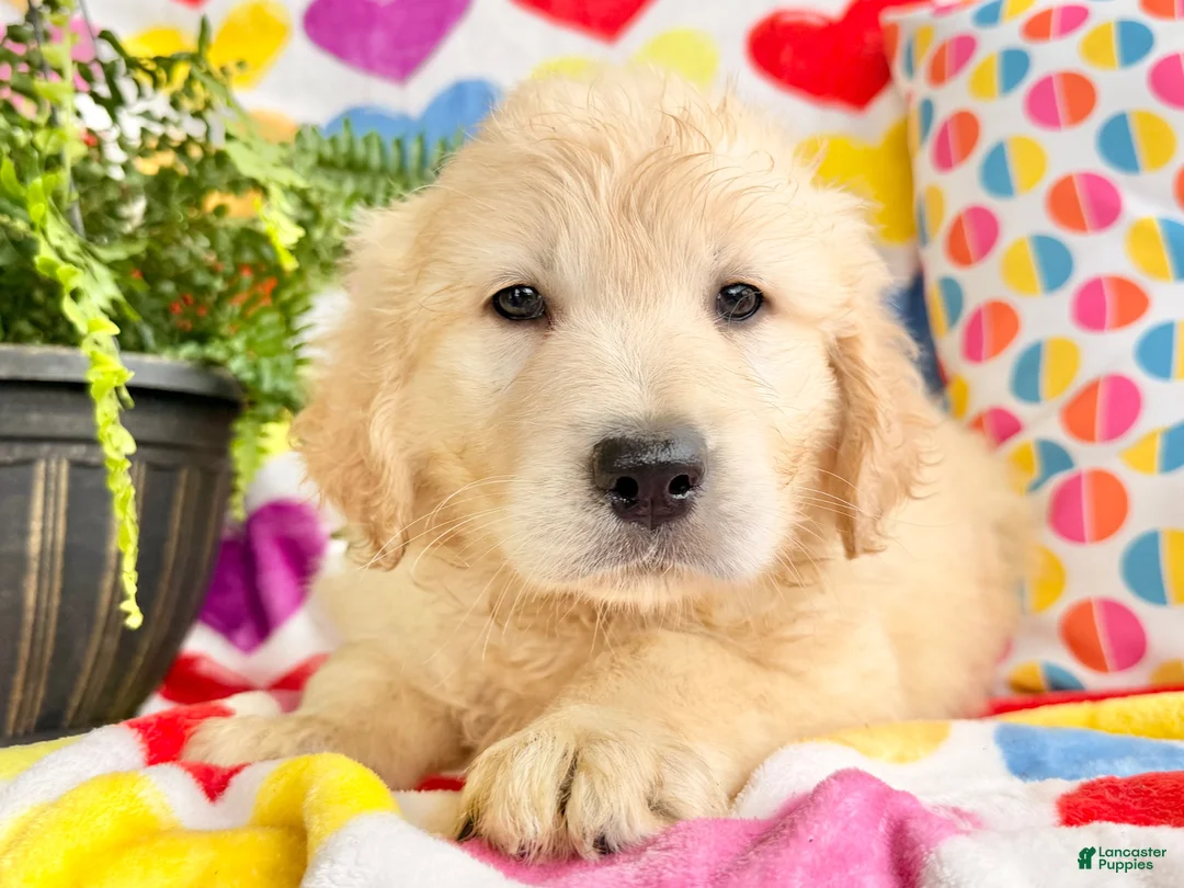 Golden Retriever dogs for sale: Roxy  - Ad 2