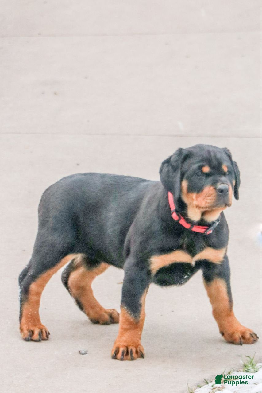 Rottweiler dogs Ellie - Ad 21