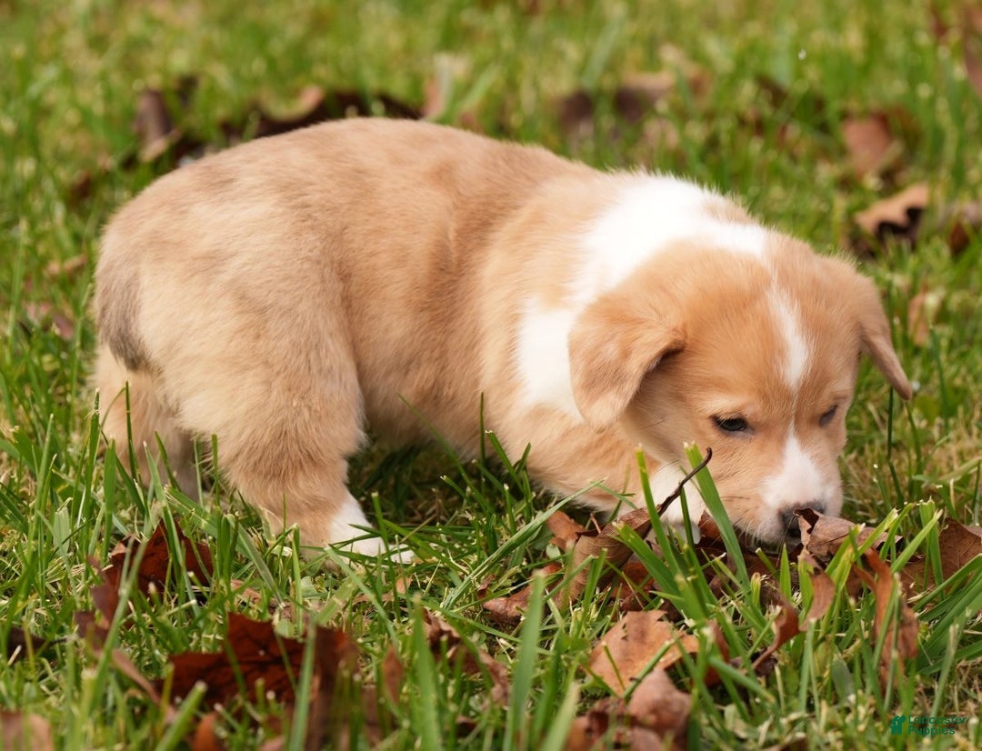 Welsh Corgi Pembroke dogs for sale: Bully - Ad 8