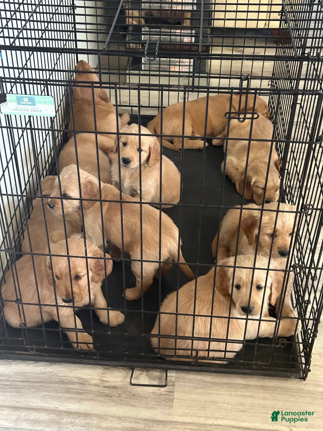 Gallery Image {{count}}