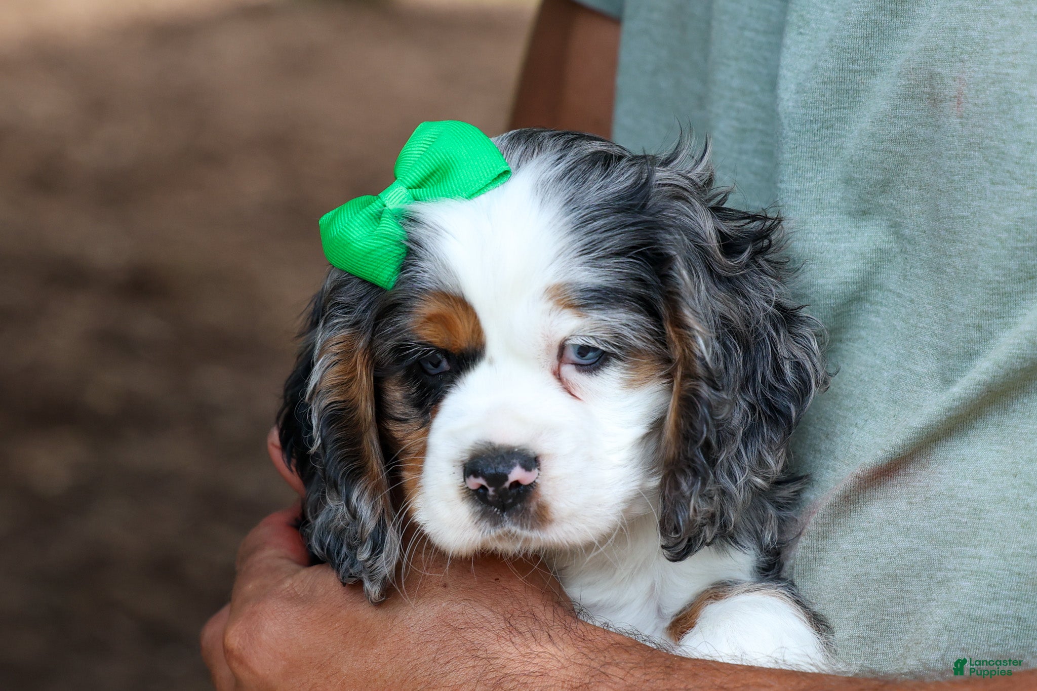 Cocker Spaniel dogs Jaxon 🐶💙 - Ad 2