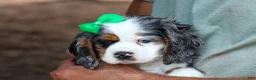 Cocker Spaniel dogs for sale: Jaxon 🐶💙 - Ad 2