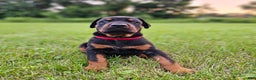 Doberman Pinscher dogs for sale: Black Female - Ad 4