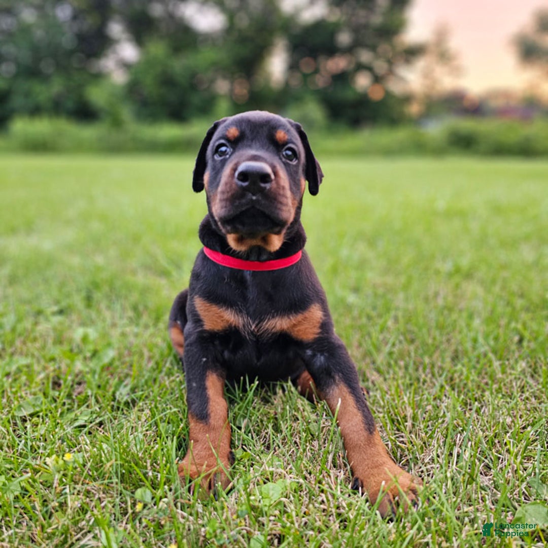 Doberman Pinscher dogs for sale: Black Female - Ad 4