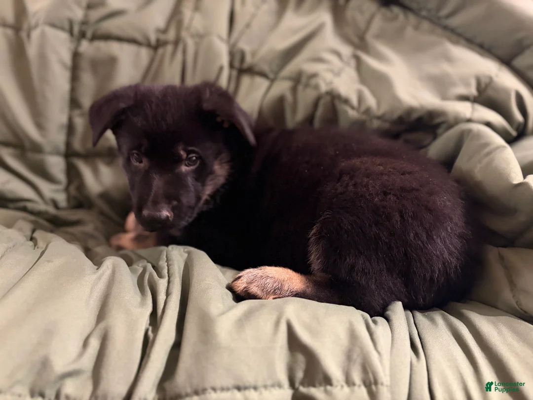 German Shepherd dogs for sale: German Shepherd Puppy 4 - Ad 16
