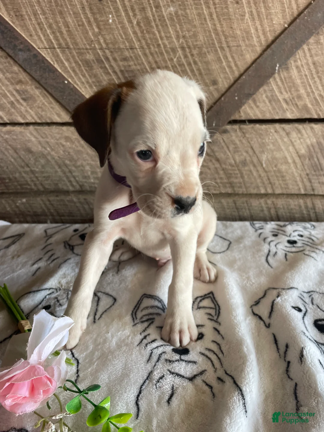 Boxer dogs for sale: Frazier - Ad 2