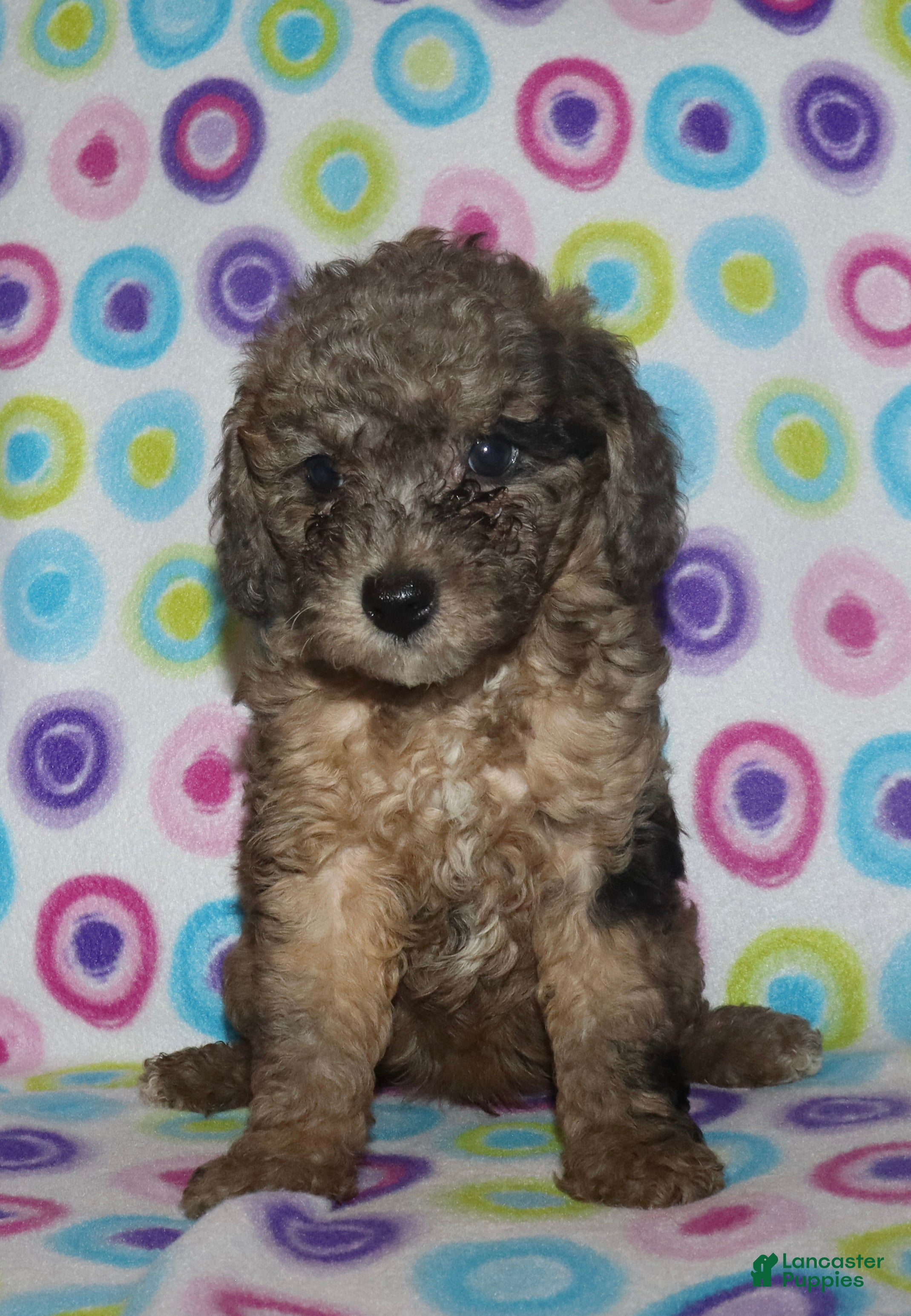 Miniature Poodle dogs Harlee’s brown Merle male - Ad 13