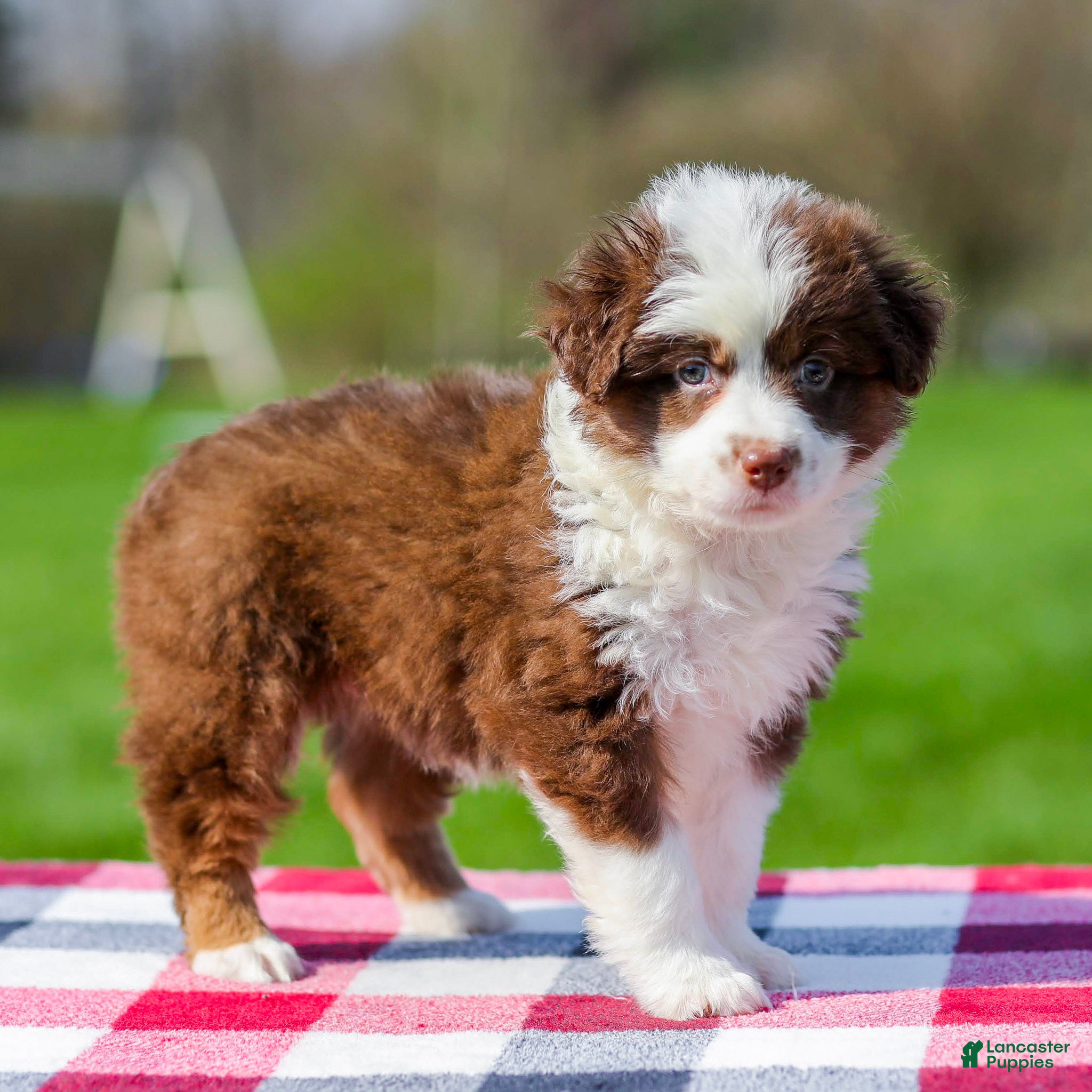 Miniature Australian Shepherd dogs Dena - Ad 2