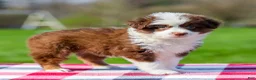 Miniature Australian Shepherd dogs for sale: Dena - Ad 2