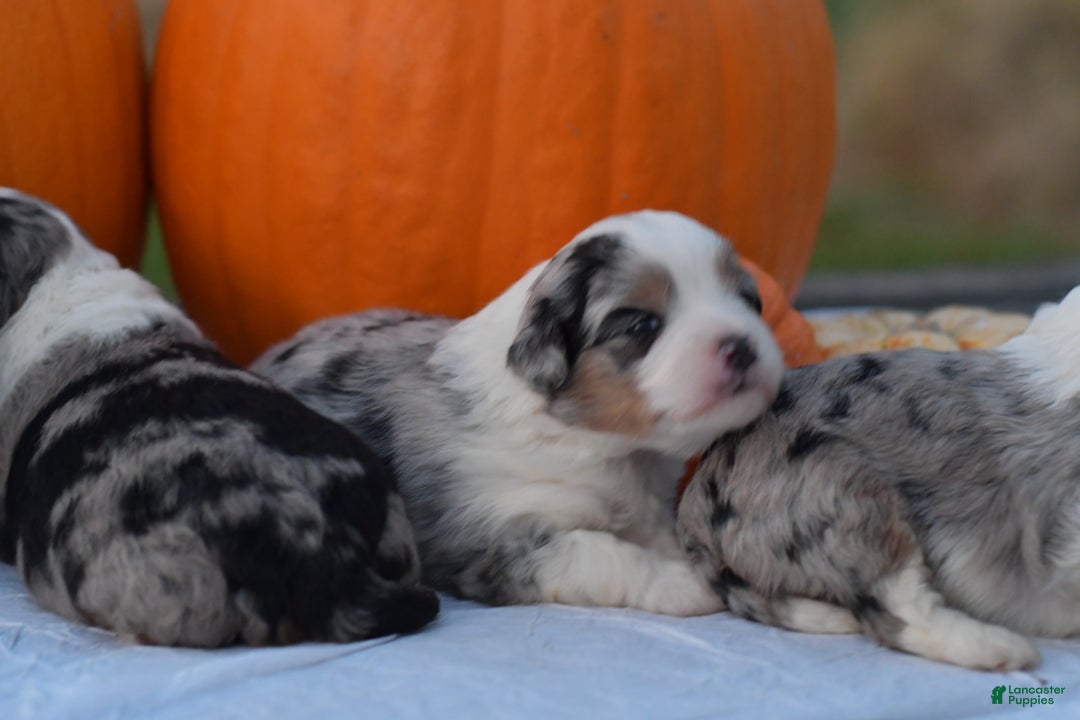 Mini Aussiedoodle dogs for sale: Cash - Ad 2