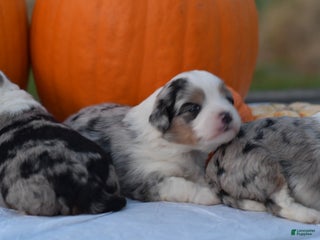 Mini Aussiedoodle dogs Cash - Ad 20