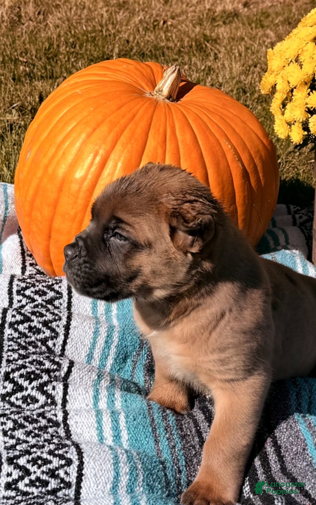 Cane Corso dogs for sale: Rocky - Ad 3