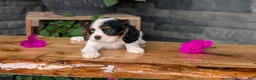 Cavalier King Charles Spaniel dogs for sale: Remi - Ad 5