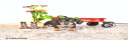 Miniature Dachshund dogs for sale: Dora - Ad 4