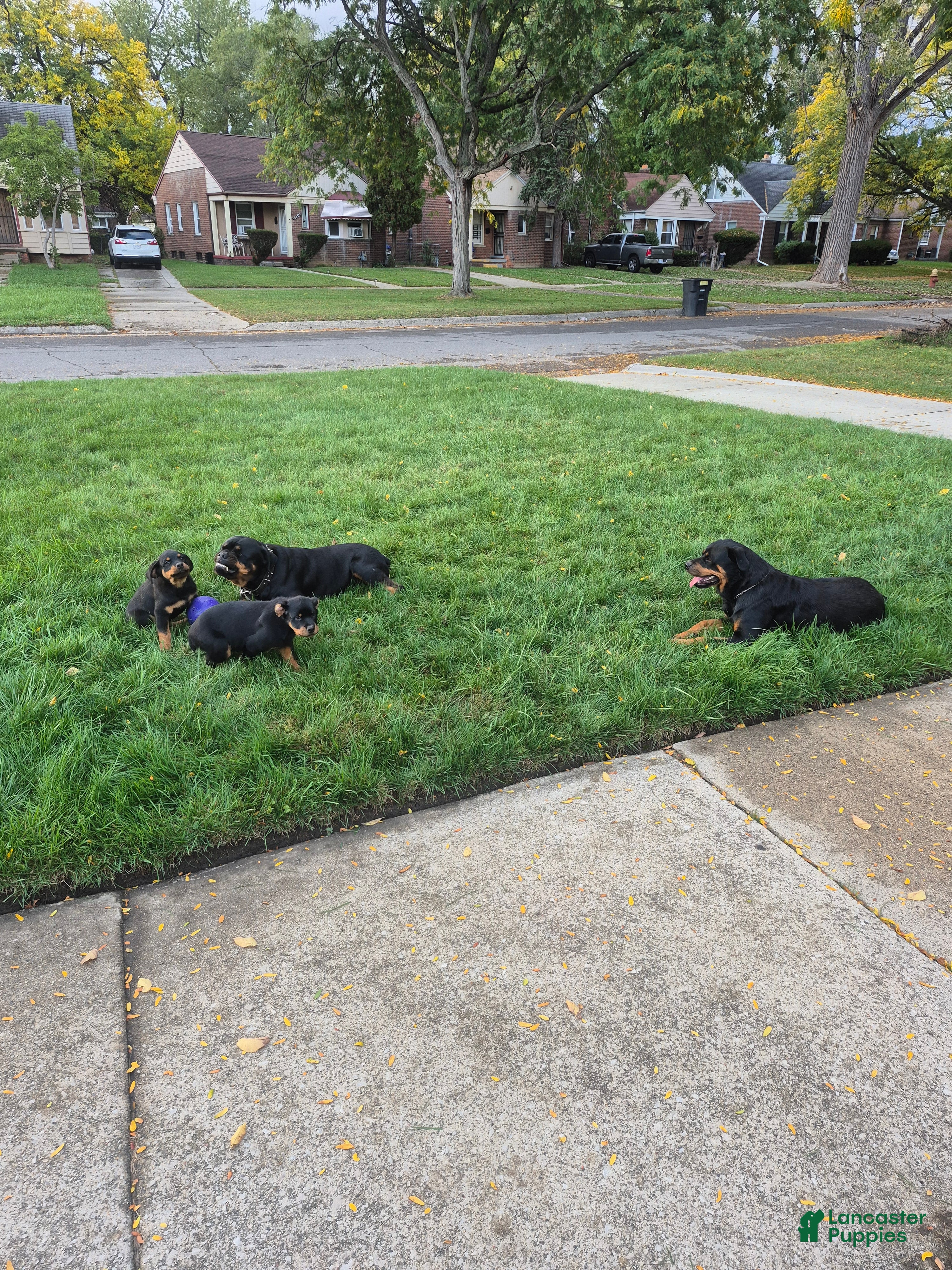 Rottweiler dogs for sale: Rottweiler 3 - Ad 1