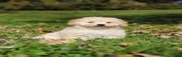 Maltipoo dogs for sale: Connor - Ad 3