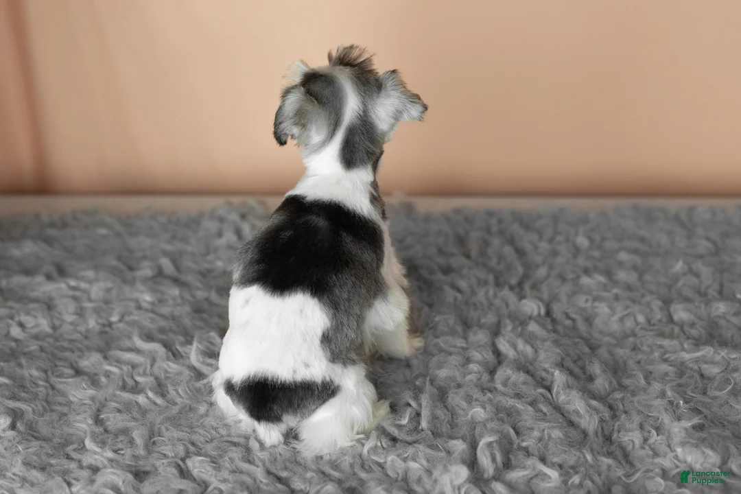 Miniature Schnauzer dogs for sale: Stella - Ad 4