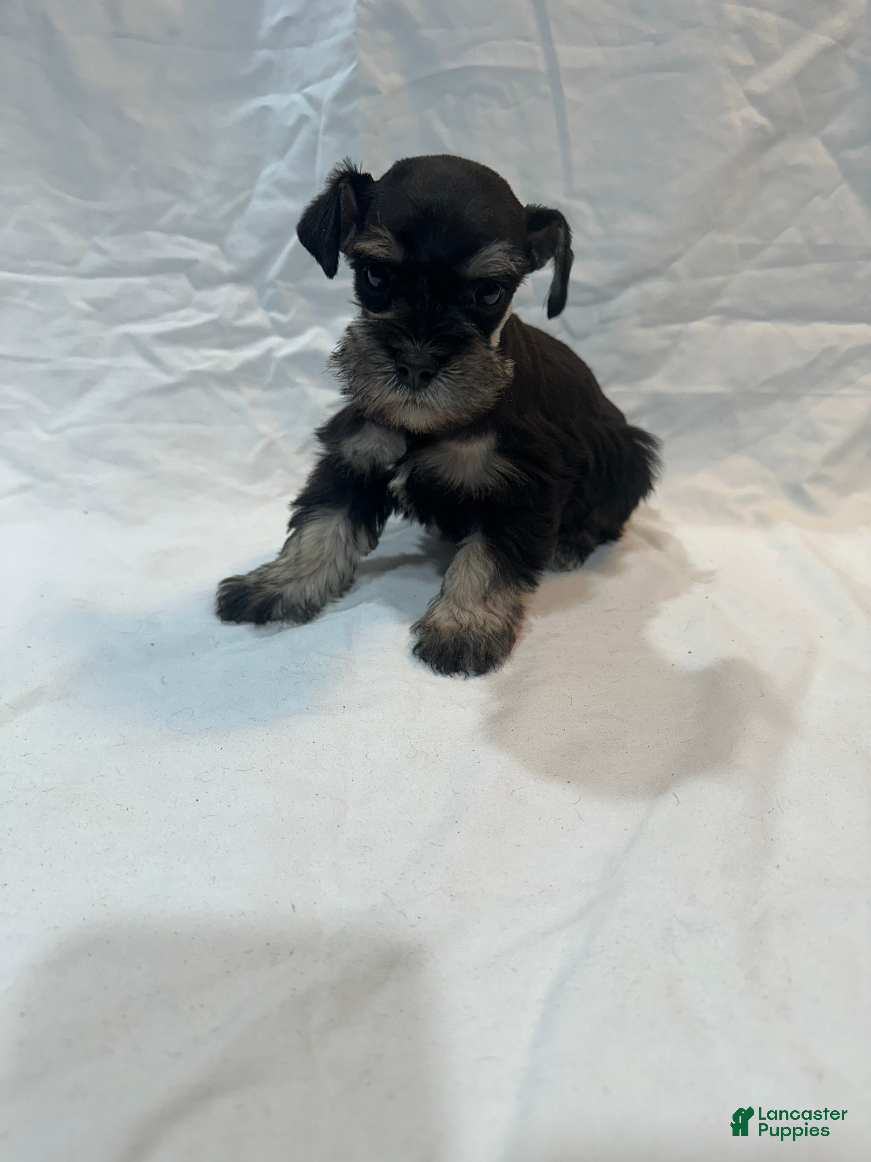 Miniature Schnauzer dogs Sage - Ad 1