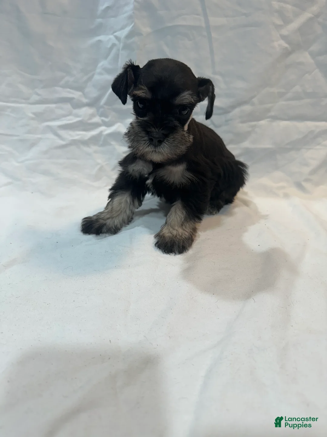 Miniature Schnauzer dogs for sale: Sage - Ad 1