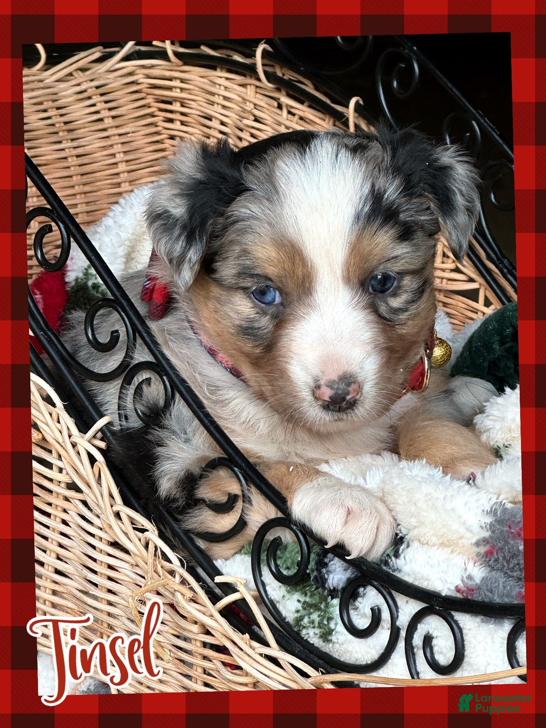 Miniature Australian Shepherd dogs for sale: Tinsel - Ad 2