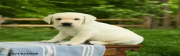 Labrador Retriever dogs for sale: Shamus - Ad 2