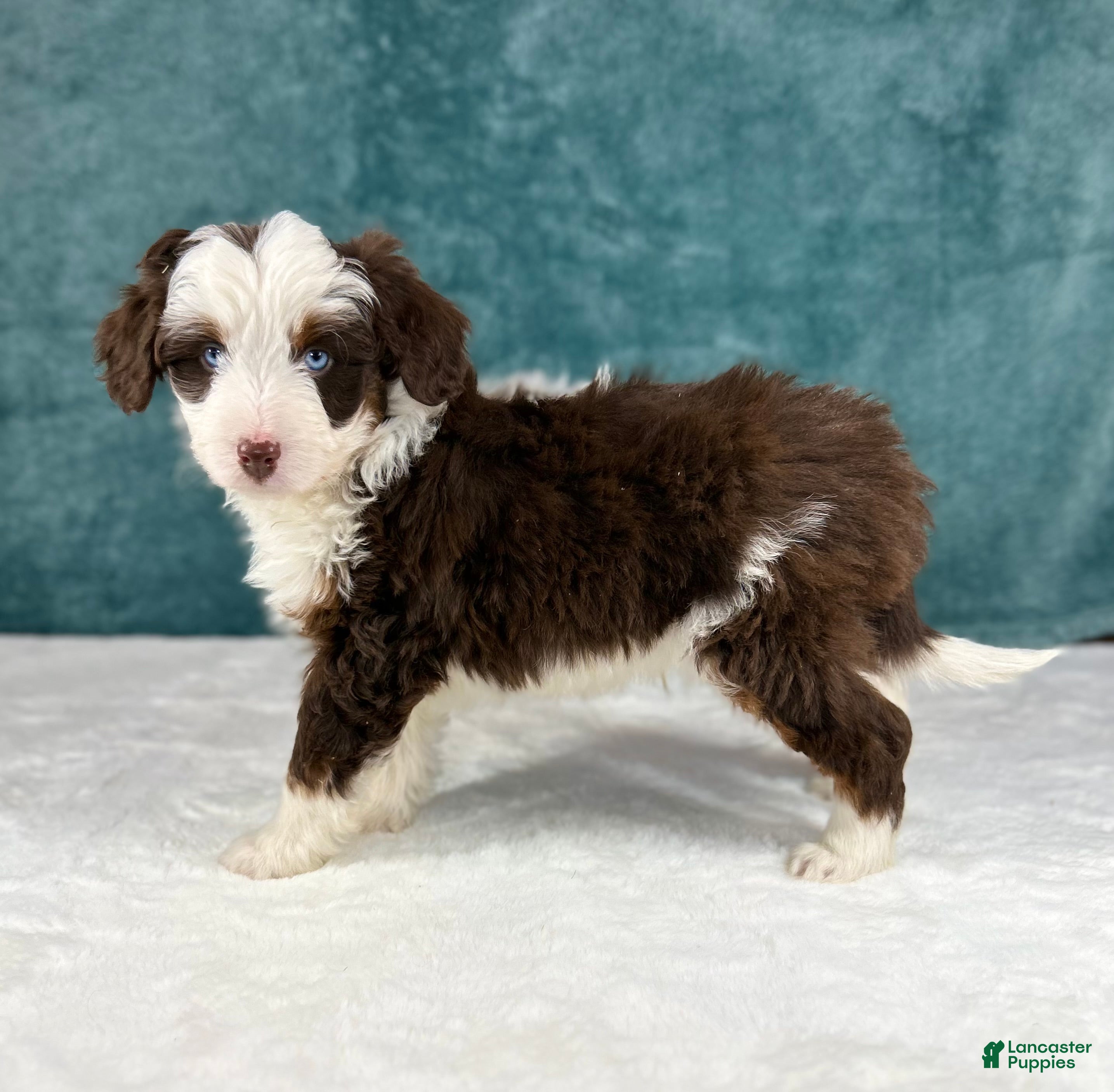 Aussiedoodle dogs Benji - Ad 16