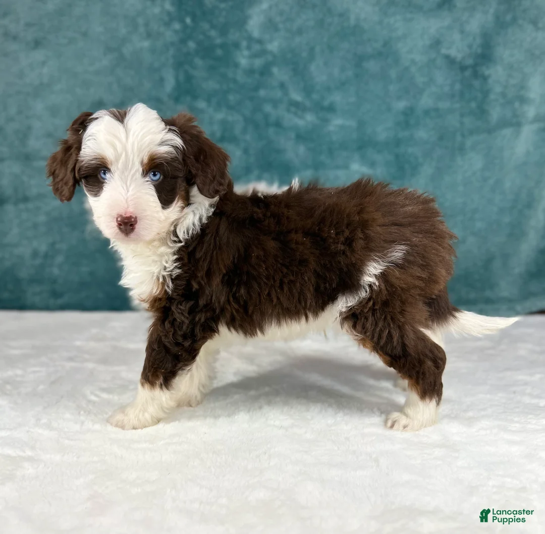 Aussiedoodle dogs for sale: Benji - Ad 1
