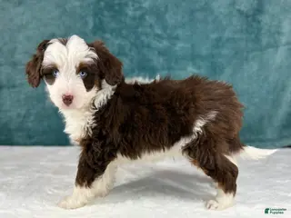 Aussiedoodle dogs Benji - Ad 16