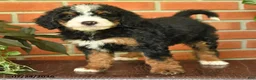 Bernedoodle dogs for sale: Jewel - Ad 3