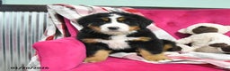 Bernese Mountain Dog dogs for sale: Jasper  - Ad 3
