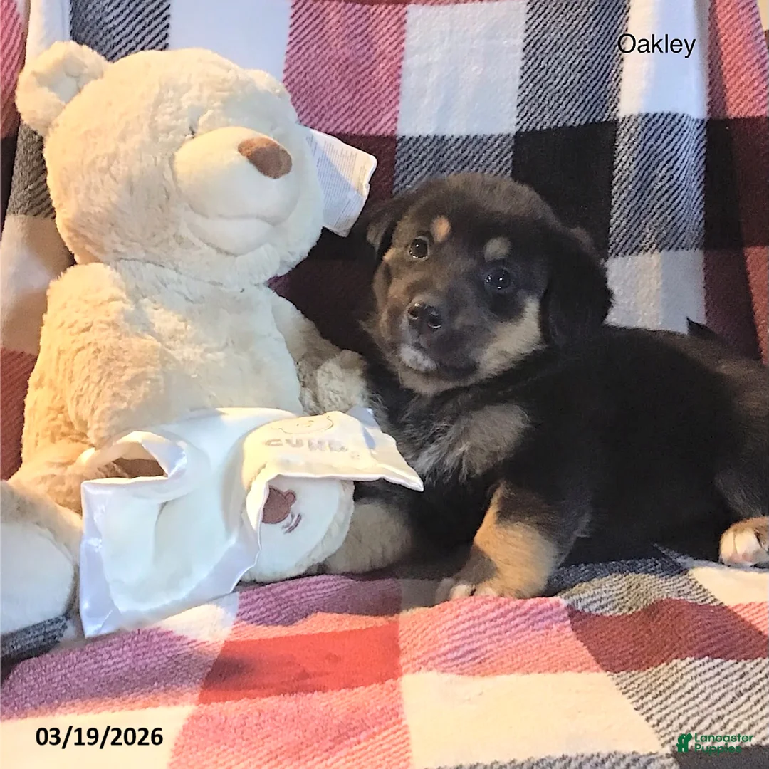 Mixed Breed dogs for sale: Oakley - Ad 1