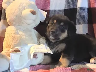 Mixed Breed dogs Oakley - Ad 38