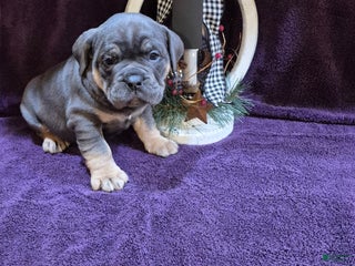 Olde English Bulldogge dogs Olde English Bulldogge Milo - Ad 15
