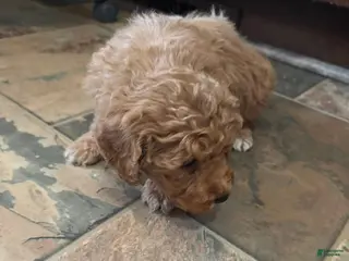 Bernedoodle dogs mini Bernedoodle Puppy 4 lime green - Ad 23