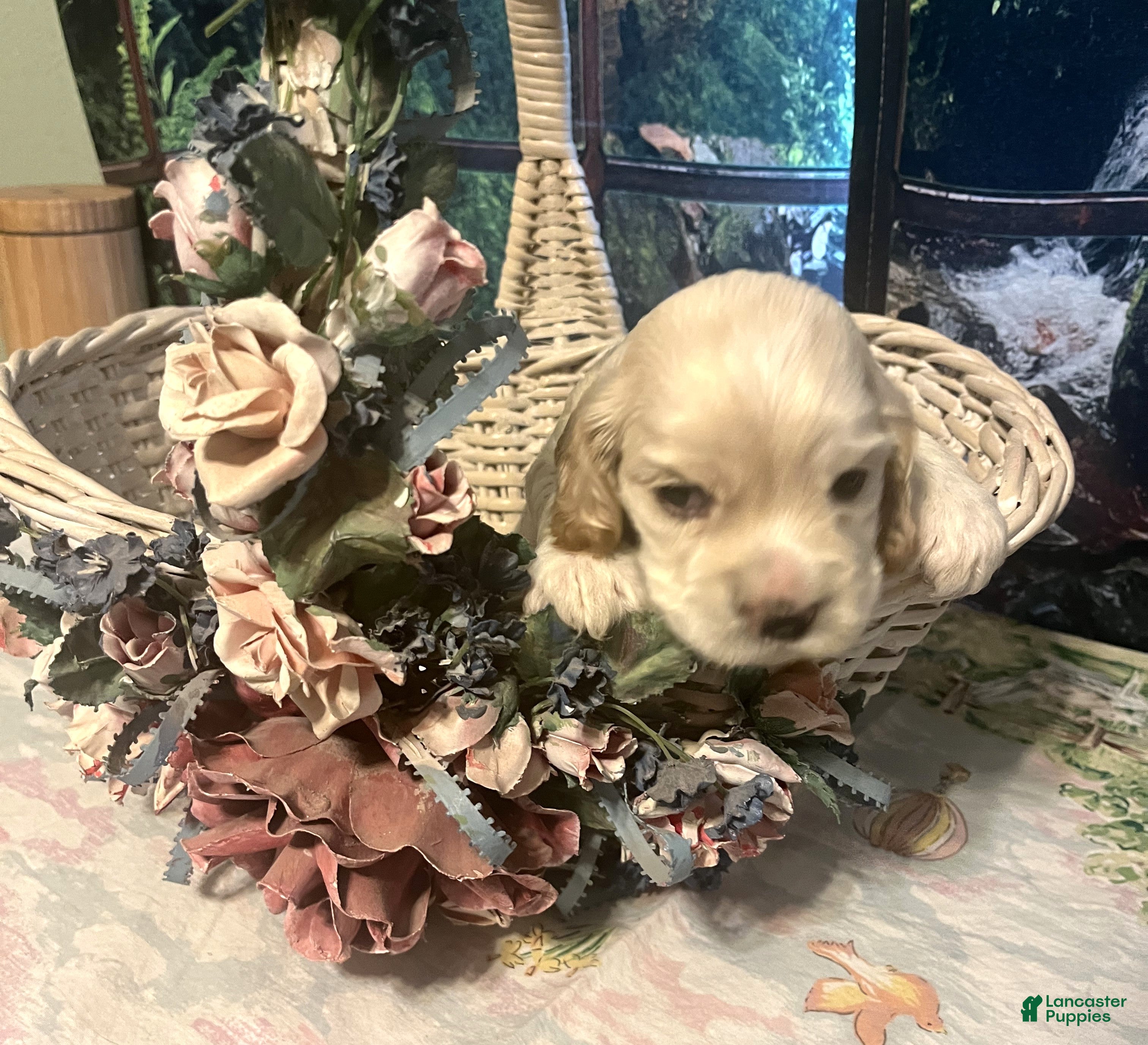 Cocker Spaniel dogs Cocker Spaniel Puppy 3 Female Rose - Ad 1