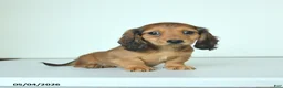 Miniature Dachshund dogs for sale: Darlene - Ad 1