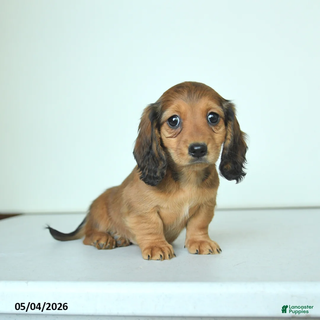 Miniature Dachshund dogs for sale: Darlene - Ad 1