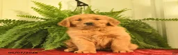Golden Retriever dogs for sale: Willow  - Ad 2