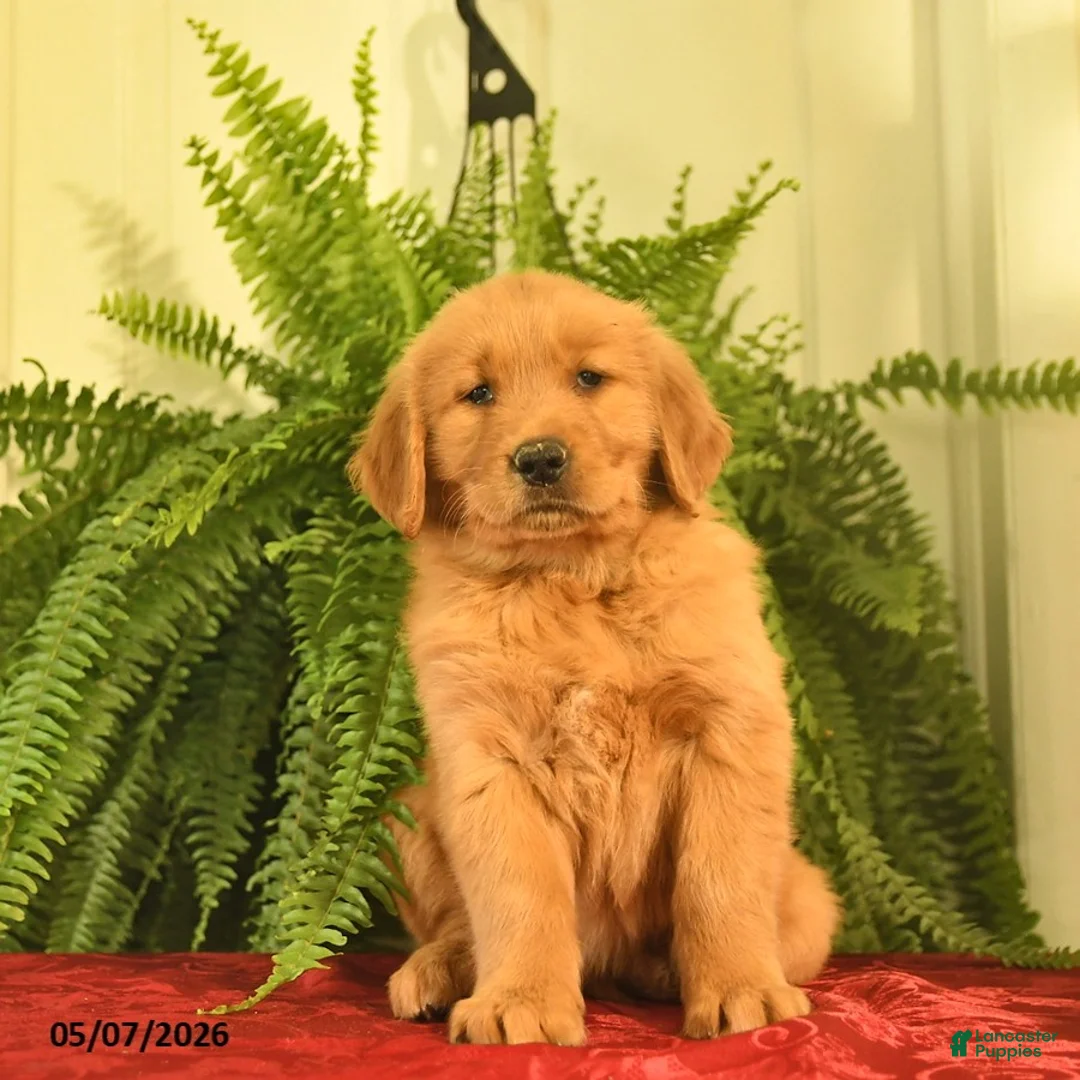 Golden Retriever dogs for sale: Willow  - Ad 2