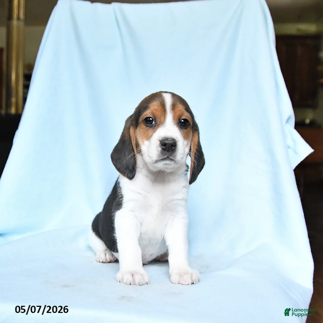 Beagle dogs for sale: Henry - Ad 2