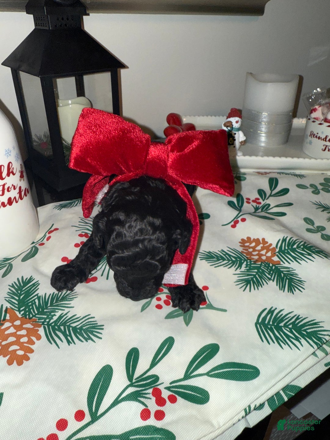 Toy Poodle dogs for sale: Dash - Ad 4