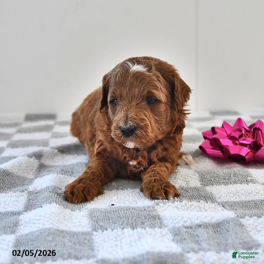 Mini Goldendoodle dogs Biscuit - Ad 2