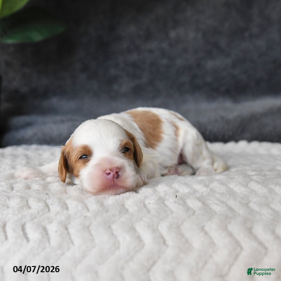 Cavapoo dogs Marshmallow - Ad 1