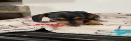 Miniature Dachshund dogs for sale: Milo - Ad 3